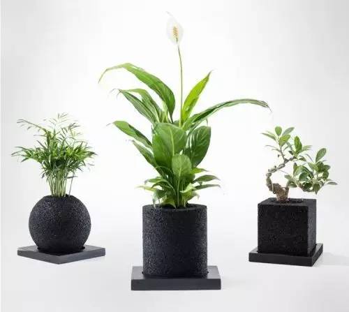 怎么除甲醛靠得牢？竹炭、植物成***“騙局”