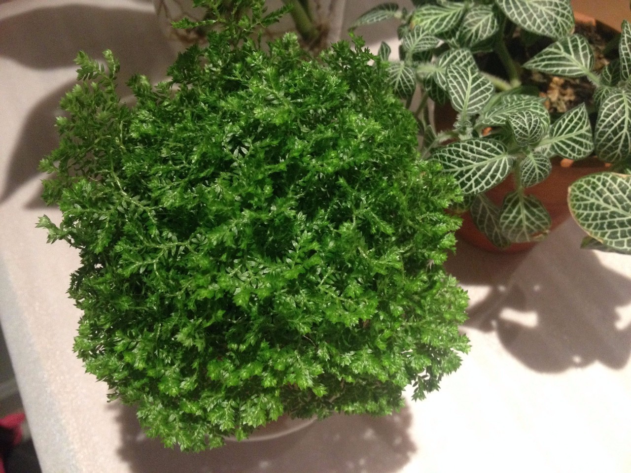 怎么除甲醛靠得牢？竹炭、植物成***“騙局”