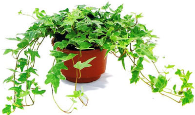 記住這四條規(guī)則，巧用植物甲醛治理！