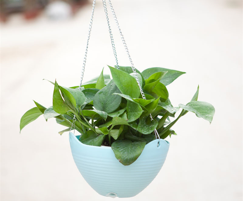 記住這四條規(guī)則，巧用植物甲醛治理！