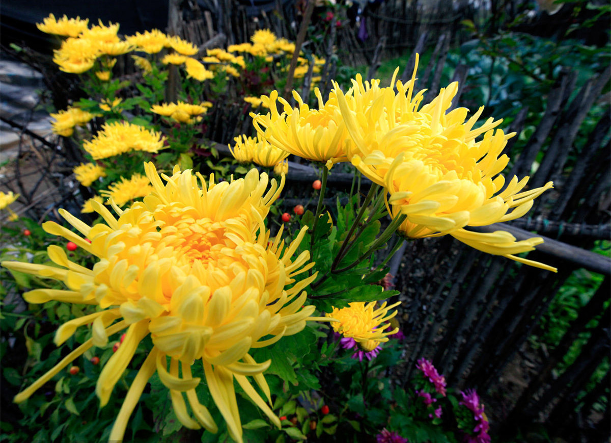 記住這四條規(guī)則，巧用植物甲醛治理！