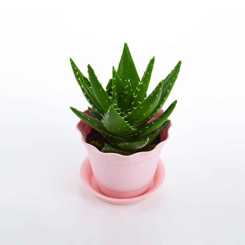 去除房間甲醛的植物有哪些？