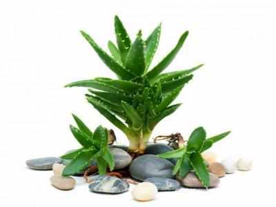 去除房間甲醛的植物有哪些？