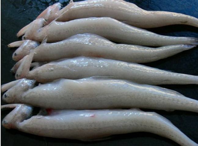 黑心商家添加甲醛讓蝦蟲孱“保鮮”？