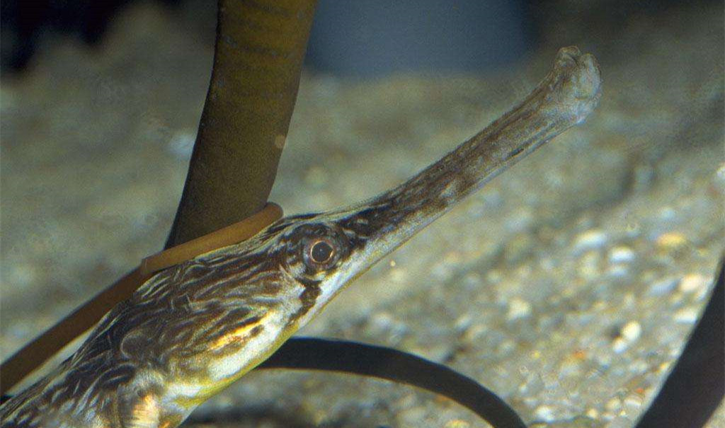 黑心商家添加甲醛讓蝦蟲孱“保鮮”？