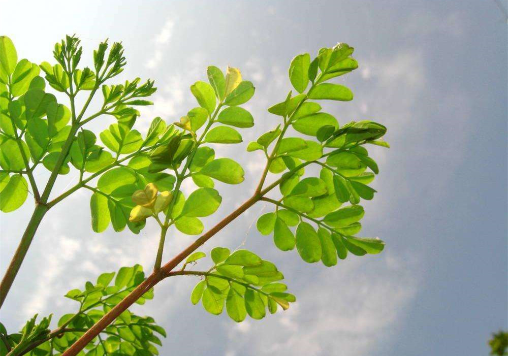 除甲醛的植物有哪些？為了家人趕緊來(lái)看看（值得收藏）！