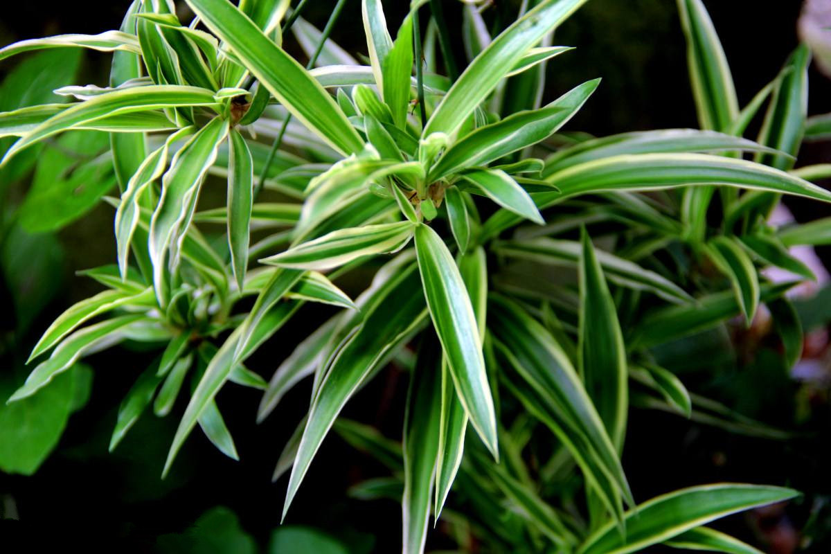 室內(nèi)甲醛超標(biāo)怎么辦，甲醛治理的方法有哪些