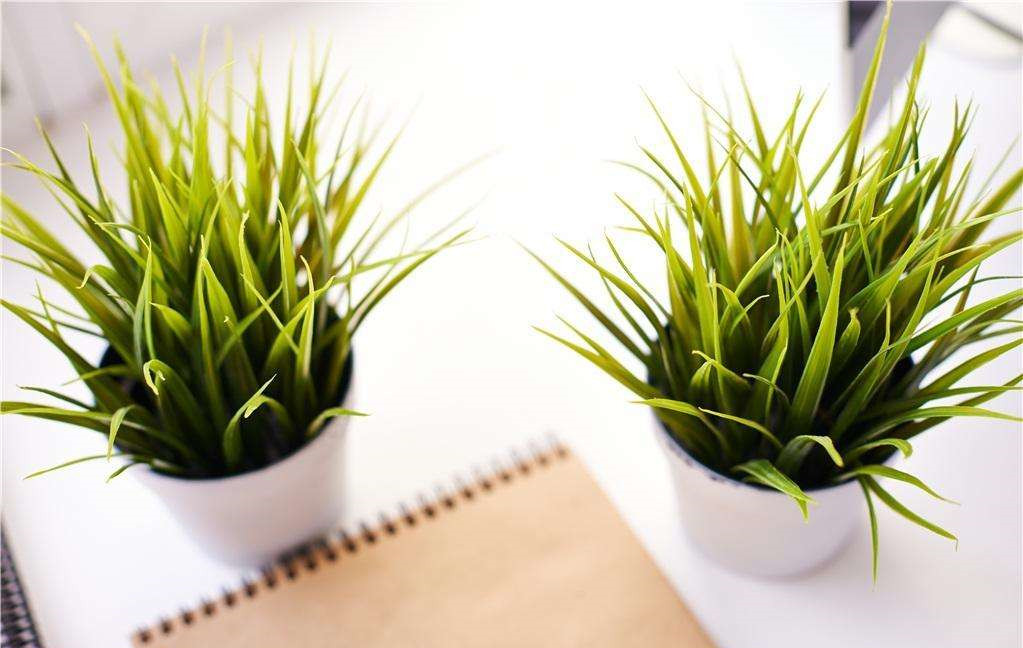 植物能治理甲醛嗎？科學使用植物很重要