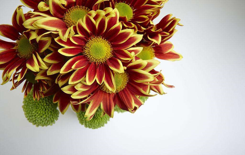 植物可以去甲醛嗎？甲醛治理原理是什么