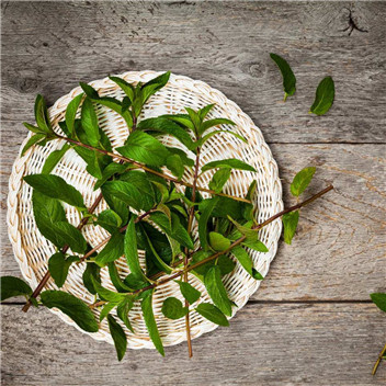 植物可以去甲醛嗎？甲醛治理原理是什么