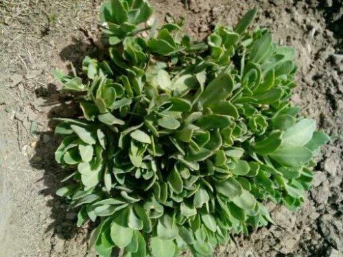 哪些植物可以除甲醛，本事***呢？