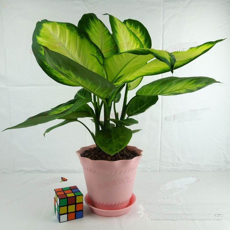 哪些植物可以除甲醛，本事***呢？