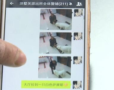 有問題找警察，薩摩耶派出所報(bào)案，不注意這件事，對(duì)狗狗致命，警察蜀黍卻幫不上忙！