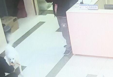 有問題找警察，薩摩耶派出所報(bào)案，不注意這件事，對(duì)狗狗致命，警察蜀黍卻幫不上忙！