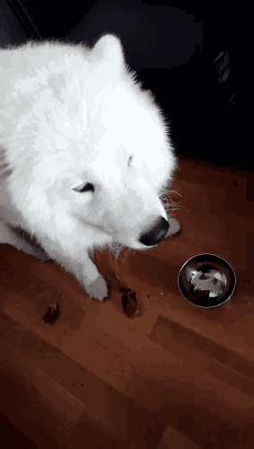 有問題找警察，薩摩耶派出所報(bào)案，不注意這件事，對(duì)狗狗致命，警察蜀黍卻幫不上忙！