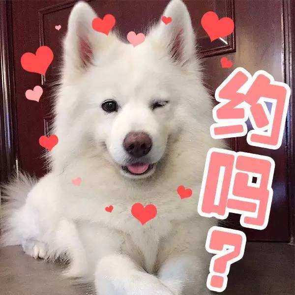 有問題找警察，薩摩耶派出所報(bào)案，不注意這件事，對(duì)狗狗致命，警察蜀黍卻幫不上忙！