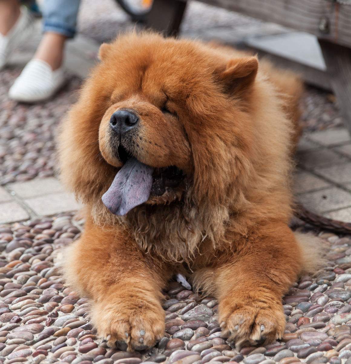 有問題找警察，薩摩耶派出所報(bào)案，不注意這件事，對(duì)狗狗致命，警察蜀黍卻幫不上忙！