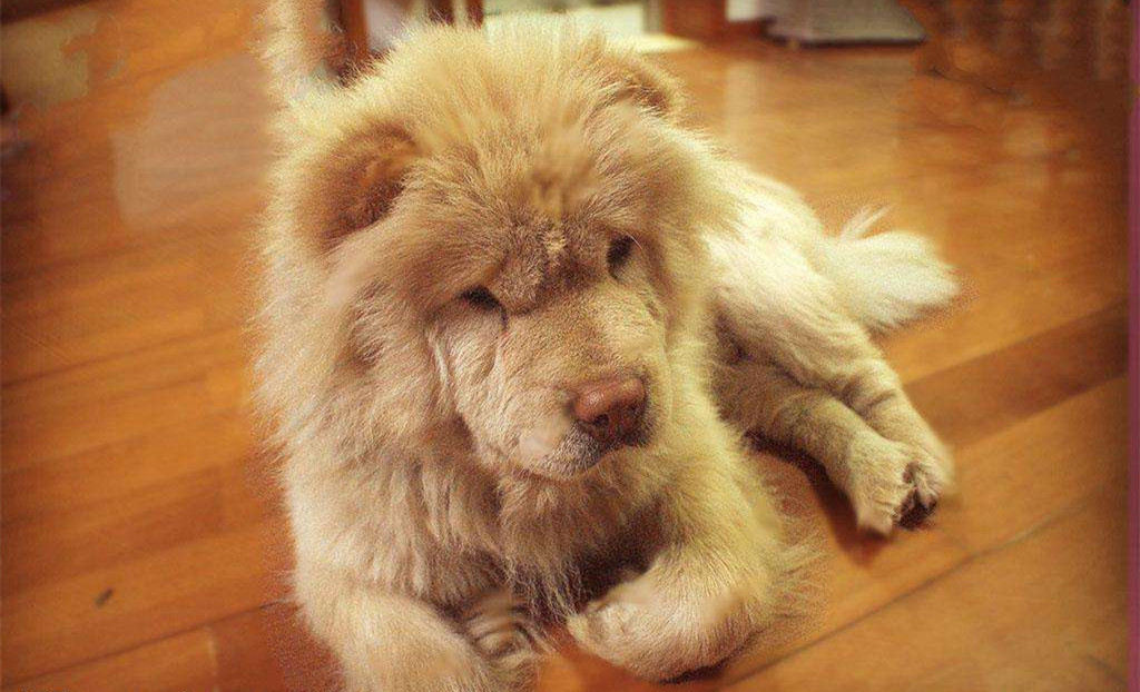 有問題找警察，薩摩耶派出所報(bào)案，不注意這件事，對(duì)狗狗致命，警察蜀黍卻幫不上忙！