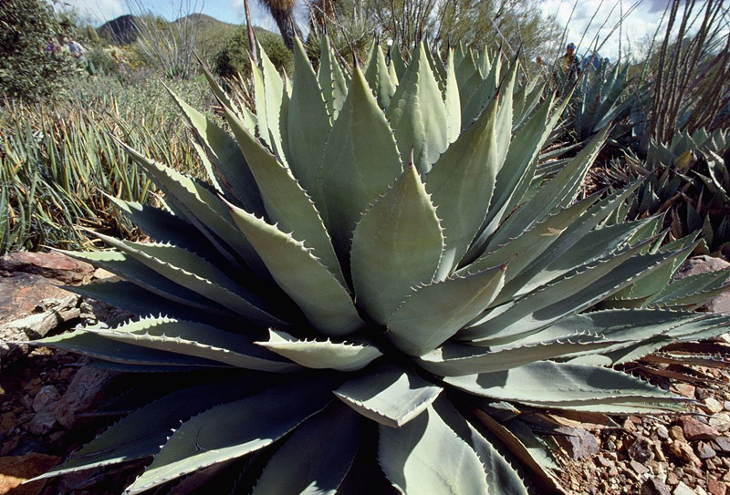 綠色植物大作戰(zhàn)，顏值***的凈化空氣方法