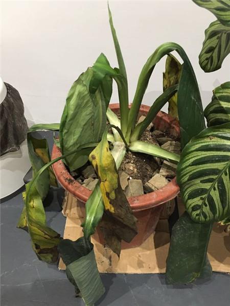 那些年，令我們哭笑不得的除甲醛經(jīng)歷……