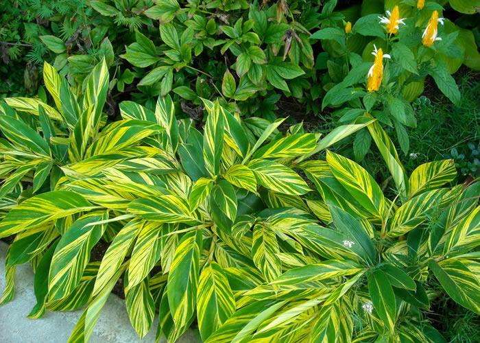 新房除甲醛，您一定不會(huì)失手！