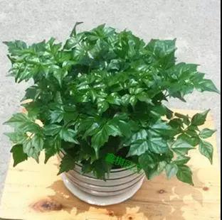 家中旺位和衰位在哪里？三分鐘學(xué)習(xí)室內(nèi)風(fēng)水學(xué)