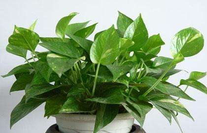 什么植物可以凈化空氣？