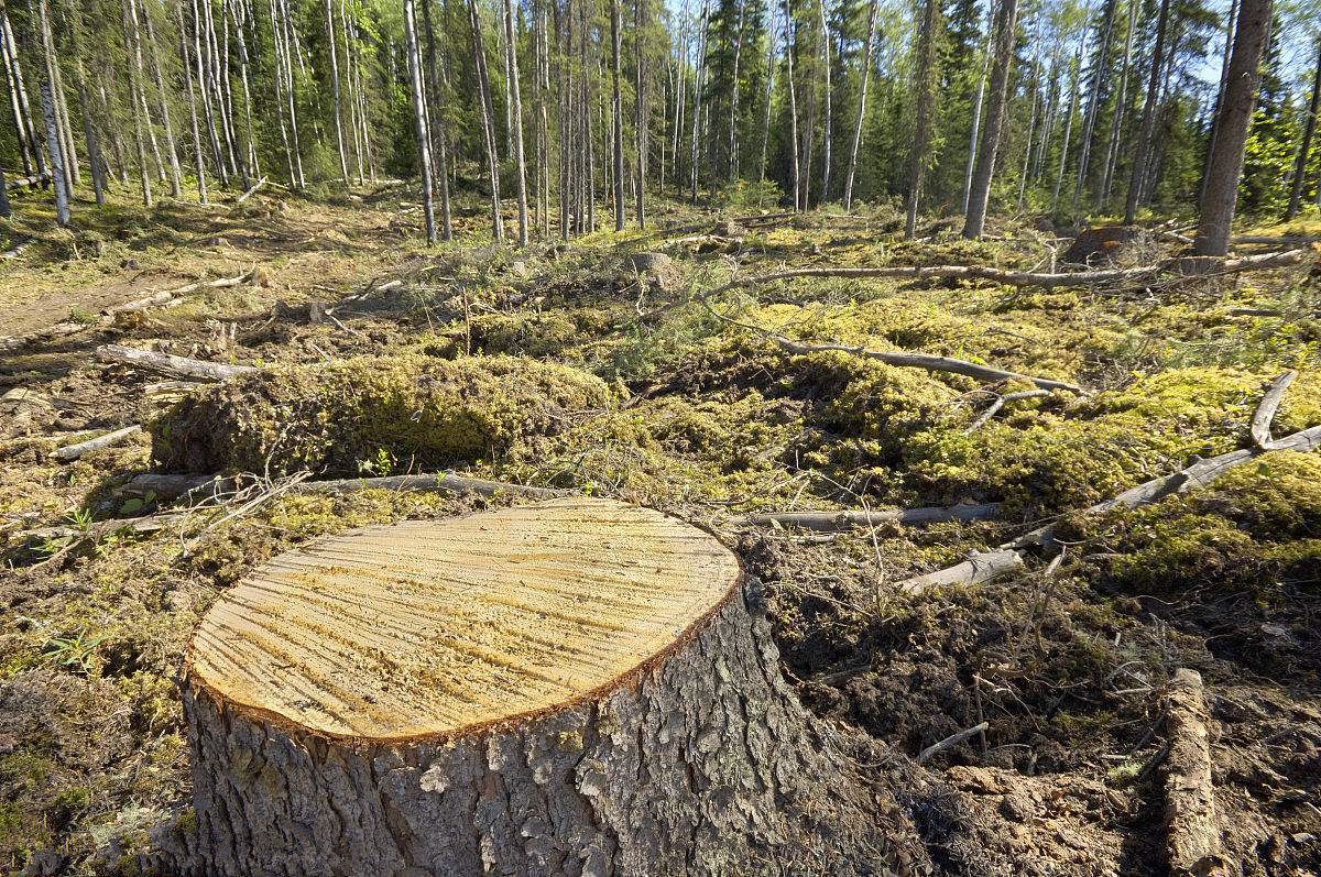 杜絕甲醛單純靠實(shí)木材料就足夠了嗎？這么想你就大錯(cuò)特錯(cuò)了！