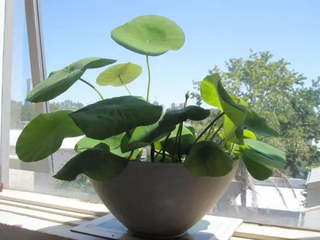 甲醛超標(biāo)怎么辦？這些簡單小方法完爆活性炭