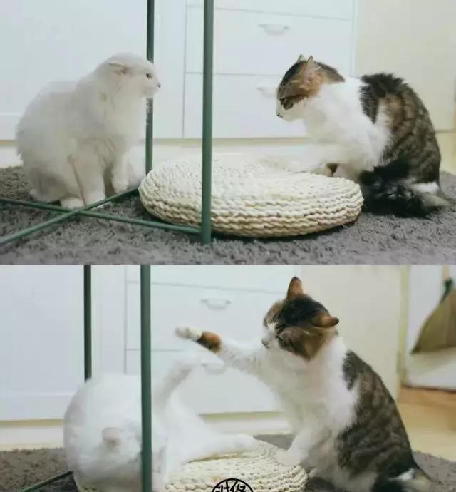 21天3000元重裝出租屋 除甲醛莫忘記！