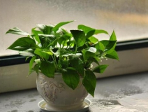 我們常常聽說的甲醛治理方法效果如何？