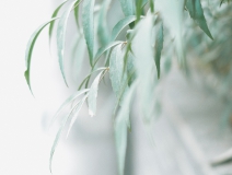 清明 | 安然一生，歲月清明