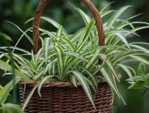 綠色植物大作戰(zhàn)，顏值最高的凈化空氣方法