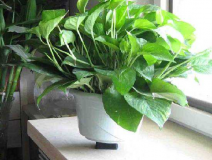 這些真的是除甲醛最有效的方法嗎？