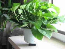 4個(gè)信號(hào)說(shuō)明家里要除甲醛了，你發(fā)現(xiàn)了嗎