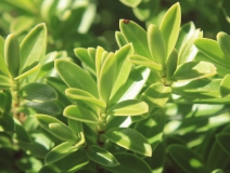 用這五個(gè)辦法進(jìn)行去除房間甲醛，入住后，絕不后悔！