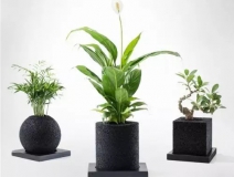 怎么除甲醛靠得牢？竹炭、植物成最大“騙局”