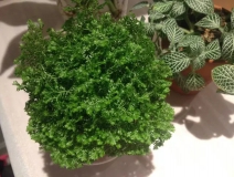 這幾種植物擺家中，空氣清新一整年！