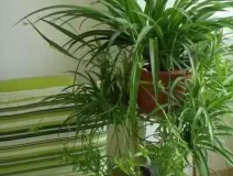 除甲醛，竹炭綠植不給力