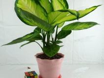 哪些植物可以除甲醛，本事最大呢？