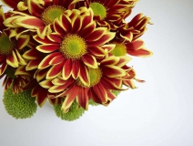 除甲醛的植物有哪些？為了家人趕緊來看看（值得收藏）！