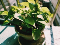 植物能治理甲醛嗎？科學(xué)使用植物很重要