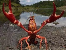 十三香、麻辣、清蒸、冰鎮(zhèn)小龍蝦，我卻吃到了甲醛“毒”龍蝦！