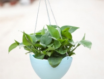 記住這四條規(guī)則，巧用植物甲醛治理！