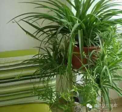 除甲醛，竹炭綠植不給力