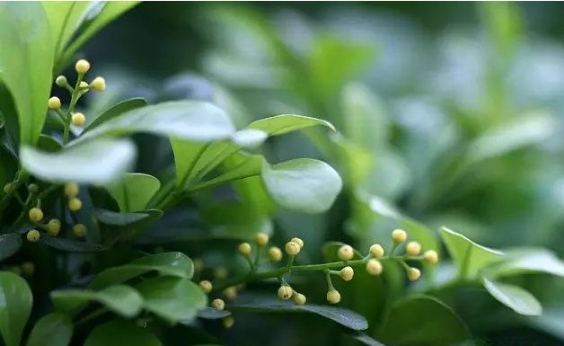 活性炭除甲醛有效嗎？