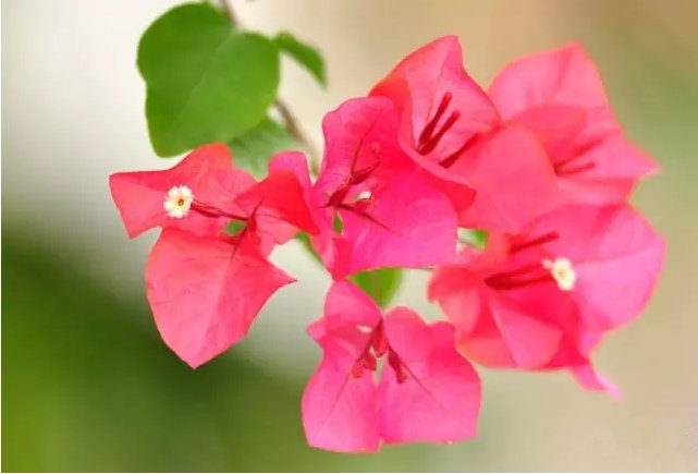 活性炭除甲醛有效嗎？