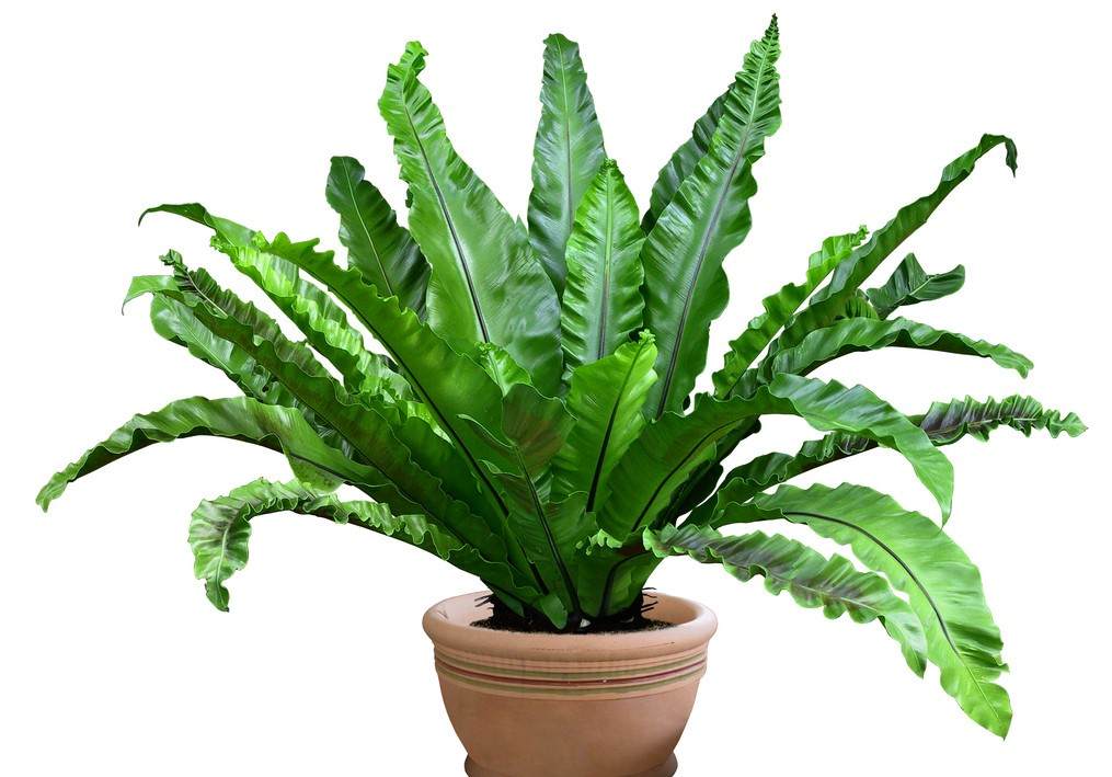 新居巧用綠植進行甲醛治理 新居巧用綠植進行甲醛治理