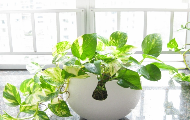 別大意！七大除甲醛“誤區(qū)”，信了你反而會(huì)生??！通風(fēng)、綠植、活性炭、熏蒸……你中招了嗎？