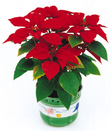 甲醛治理是找除甲醛公司還是自己做好？